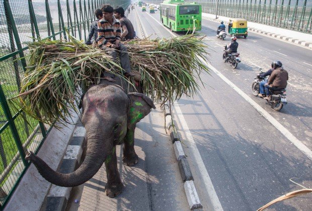 Sahil: Ο τελευταίος οδηγός ελεφάντων που συνεχίζει το επάγγελμα που τον άφησε ορφανό [εικόνες] | iefimerida.gr 1