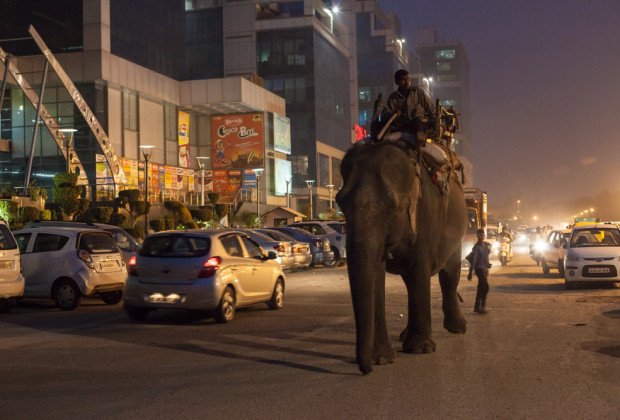 Sahil: Ο τελευταίος οδηγός ελεφάντων που συνεχίζει το επάγγελμα που τον άφησε ορφανό [εικόνες] | iefimerida.gr 3