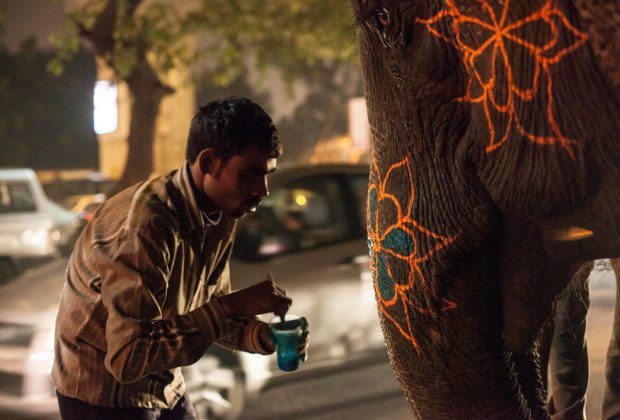Sahil: Ο τελευταίος οδηγός ελεφάντων που συνεχίζει το επάγγελμα που τον άφησε ορφανό [εικόνες] | iefimerida.gr 4