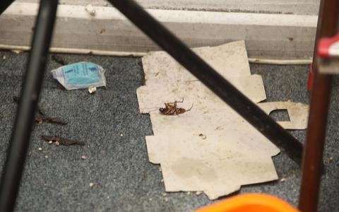 Απαράδεκτο: Τερμίτες και τρωκτικά καταστρέφουν το καμαρίνι της Κάλλας [εικόνες] | iefimerida.gr 2