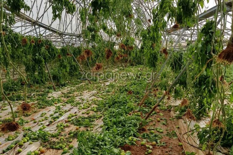 Oι διαλυμένες ντομάτες / Φωτογραφία: zarpanews.gr