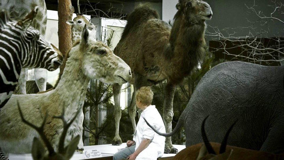 Animus Animalis
