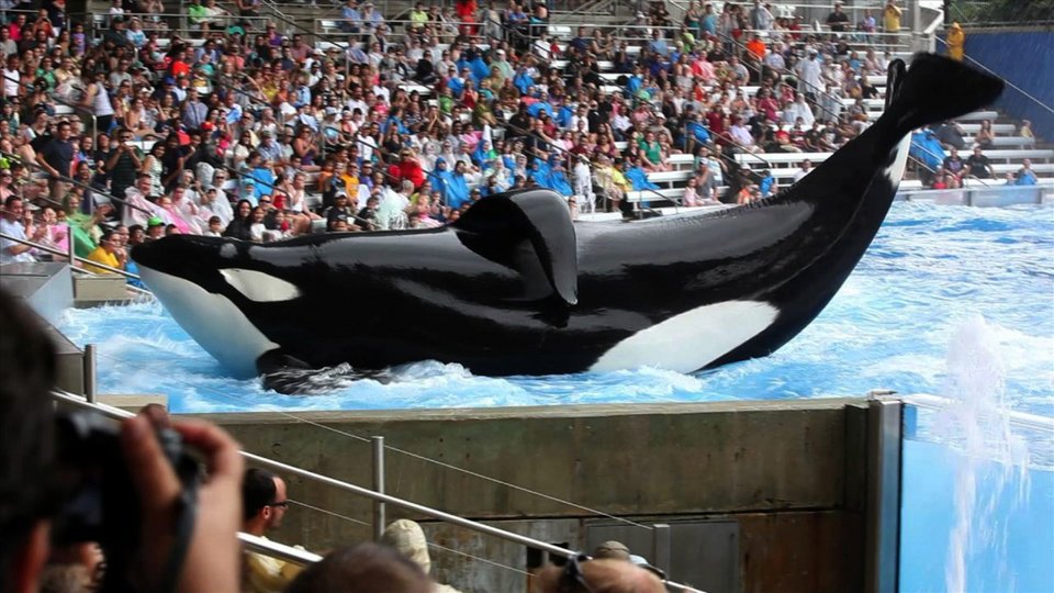 Blackfish της Γκαμπριέλα Κάουπερθγουεϊτ (ΗΠΑ, 2013