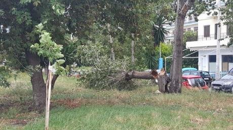 Καταστροφές από την κακοκαιρία στην Πάτρα -Ξεριζώθηκαν δέντρα, καταπλάκωσαν αυτοκίνητα [εικόνες] | iefimerida.gr 3
