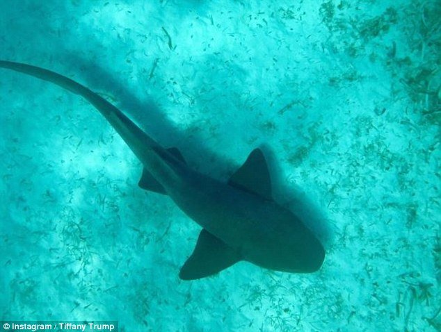 Η τολμηρή μικρή κόρη του Τραμπ -Κολυμπάει μαζί με καρχαρίες [εικόνες] | iefimerida.gr 1