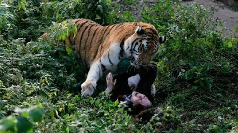 Tίγρης παραλίγο να κατασπαράξει υπάλληλο ζωολογικού κήπου -Την έσωσαν οι επισκέπτες [εικόνες] | iefimerida.gr 1