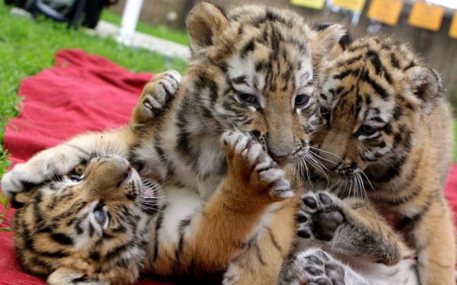Τίγρεις μόνες και απροστάτευτες [εικόνες] | iefimerida.gr 4