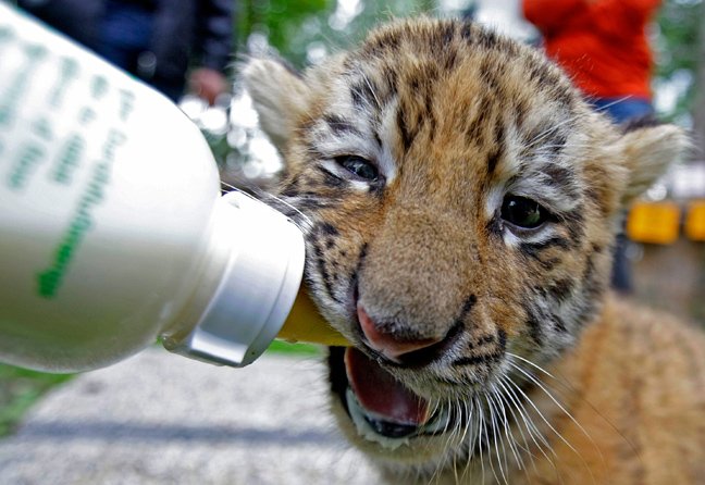 Τίγρεις μόνες και απροστάτευτες [εικόνες] | iefimerida.gr 0
