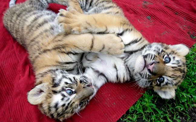 Τίγρεις μόνες και απροστάτευτες [εικόνες] | iefimerida.gr 1