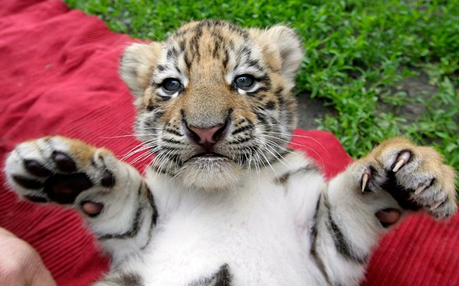 Τίγρεις μόνες και απροστάτευτες [εικόνες] | iefimerida.gr 2