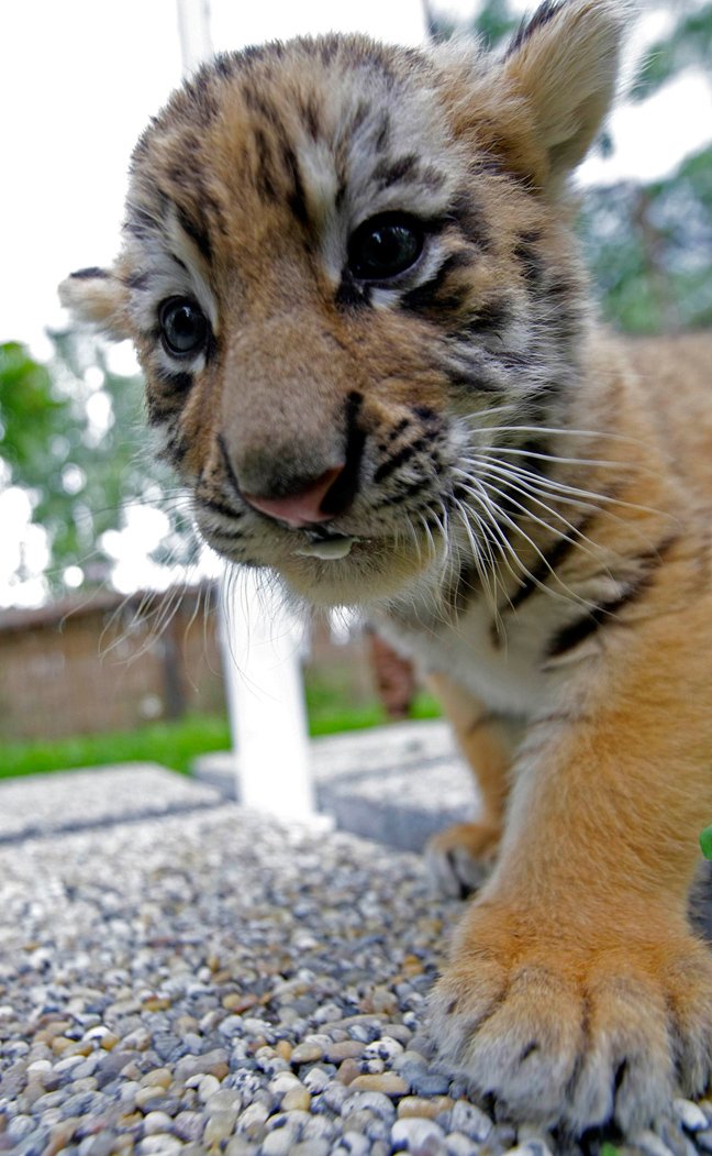 Τίγρεις μόνες και απροστάτευτες [εικόνες] | iefimerida.gr 3