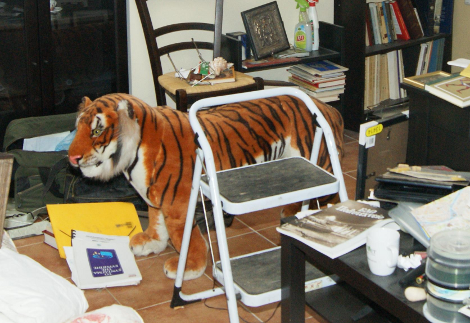 Μυστήριο: Ο Χρήστος Παππάς εκτός από όπλα και ναζιστικά σύμβολα έκρυβε στο σπίτι του και μία λούτρινη τίγρη [εικόνες] | iefimerida.gr 0