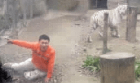 Παρανοϊκός Κινέζος πήδηξε σε κλουβί με τίγρεις και προσέφερε τον εαυτό του ως τροφή επειδή βαριόταν [εικόνες] | iefimerida.gr 1