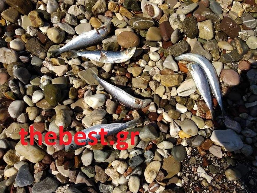Πάτρα: Γέμισε νεκρές σαρδέλες η παραλία του Αγίου Βασιλείου [εικόνες] | iefimerida.gr 0