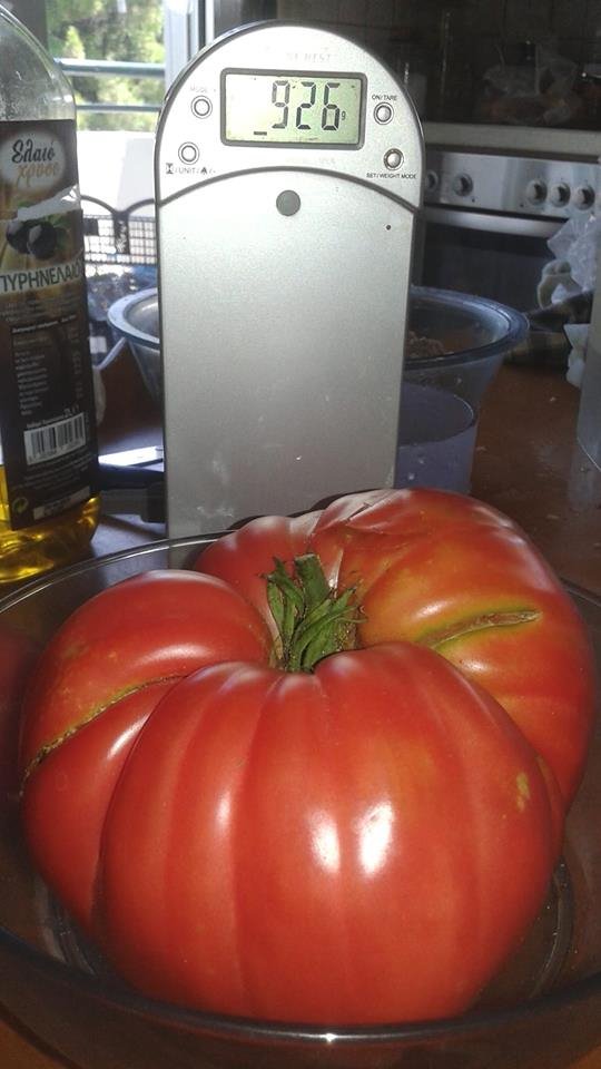 Ντομάτα-γίγας, ενός κιλού, στην Κοζάνη [εικόνα] | iefimerida.gr 0