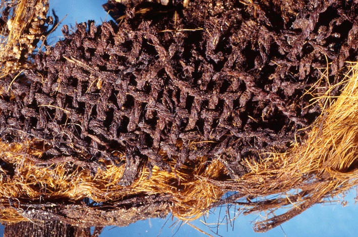 Οι 10 κορυφαίες αρχαιολογικές ανακαλύψεις της χρονιάς -Ο τάφος της Αμφίπολης ανάμεσά τους [εικόνες] | iefimerida.gr 8