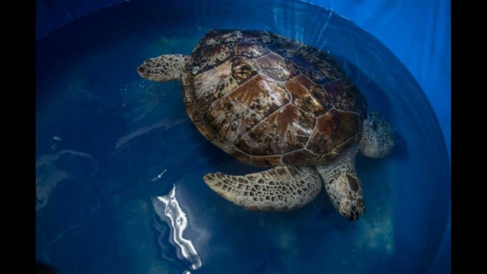 Πέθανε θαλάσσια χελώνα γιατί κατάπινε νομίσματα που έριχναν οι τουρίστες [εικόνες] | iefimerida.gr 2