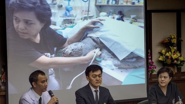 Πέθανε θαλάσσια χελώνα γιατί κατάπινε νομίσματα που έριχναν οι τουρίστες [εικόνες] | iefimerida.gr 4