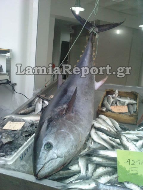 Επιασε ψάρι βάρους 62 κιλών στο Μαλιακό [εικόνες] | iefimerida.gr 0