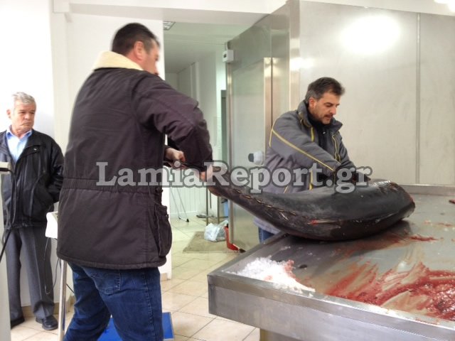 Επιασε ψάρι βάρους 62 κιλών στο Μαλιακό [εικόνες] | iefimerida.gr 1