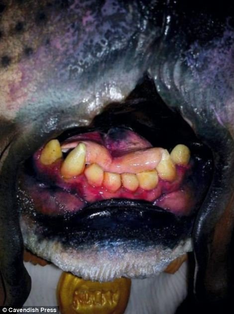 Η πιο γλυκιά συνταγή που την έκανε διάσημη -Αφιερώνει 50 ώρες για να κάνει μία τούρτα να μοιάζει  με παραμύθι [εικόνες] | iefimerida.gr 4