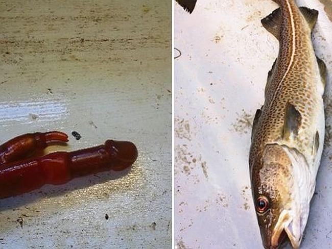 Noρβηγός ψαράς έπιασε στα δίχτυα του βακαλάο που είχε φάει δονητή [εικόνες] | iefimerida.gr 3