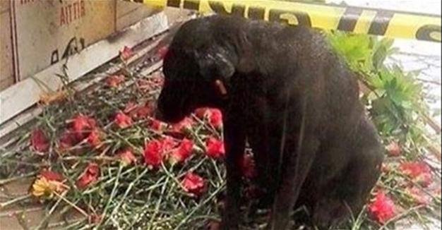 O σκύλος του αστυνομικού που σκοτώθηκε στην επίθεση της Σμύρνης τον περιμένει να «επιστρέψει» [εικόνες]  | iefimerida.gr 1