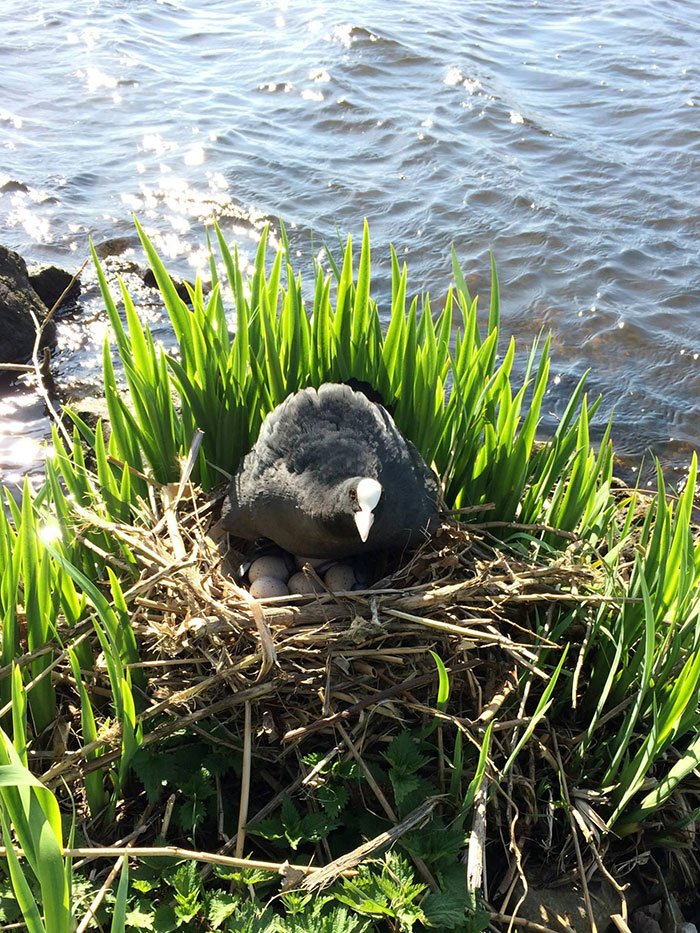 Ενας ευαίσθητος Ολλανδός:  Δεν θα πιστεύετε τι έκανε επειδή αγανάκτησε με τα σκουπίδια [εικόνες] | iefimerida.gr 8