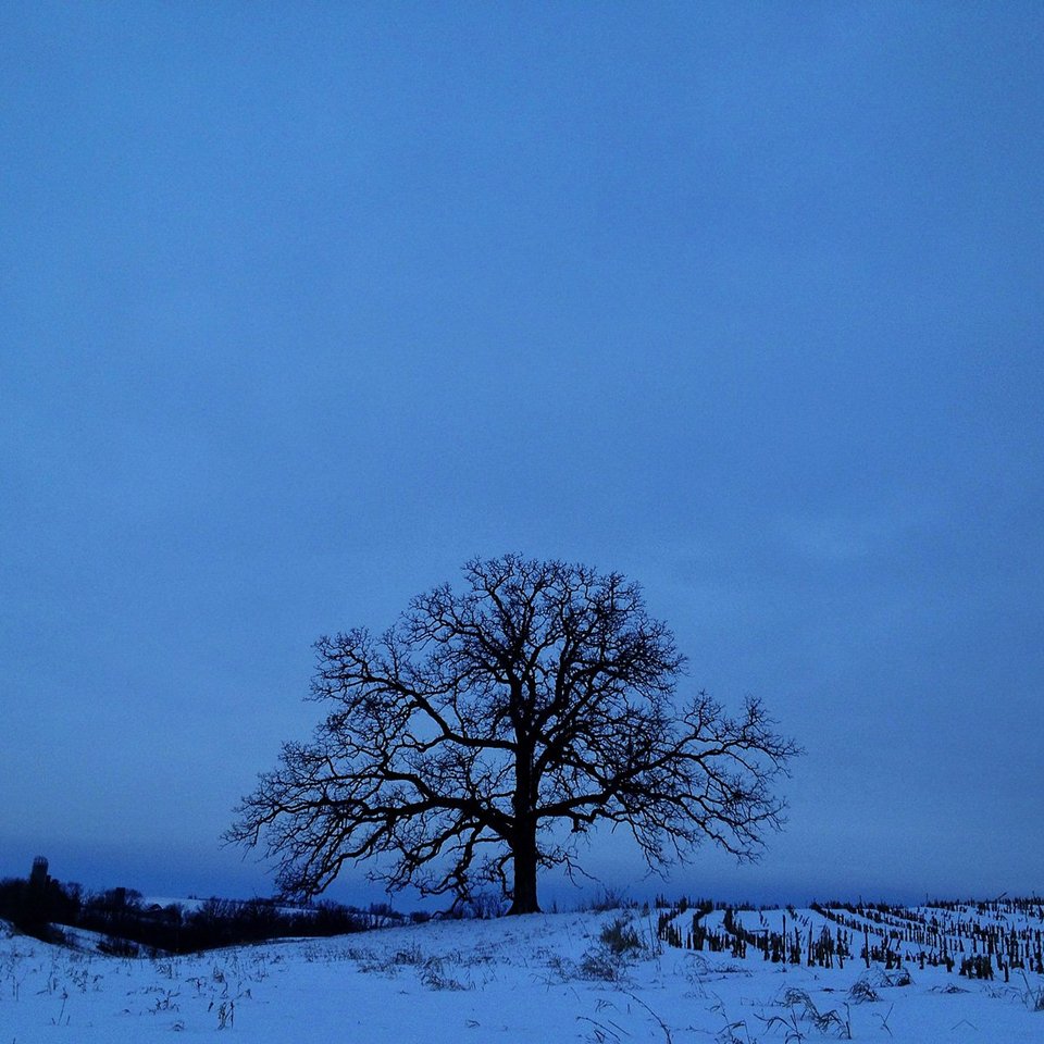 Ενα δέντρο στο πέρασμα του χρόνου -Το φωτογράφιζε κάθε ημέρα, για 12 μήνες [εικόνες] | iefimerida.gr 9