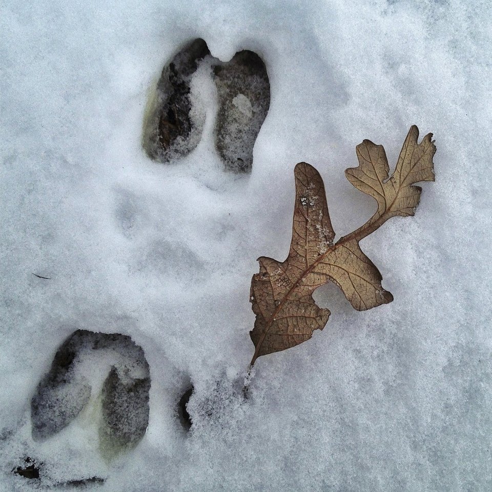 Ενα δέντρο στο πέρασμα του χρόνου -Το φωτογράφιζε κάθε ημέρα, για 12 μήνες [εικόνες] | iefimerida.gr 10