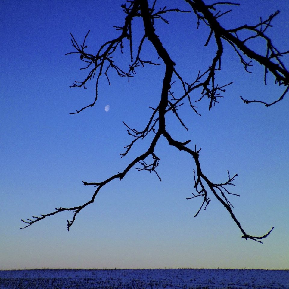 Ενα δέντρο στο πέρασμα του χρόνου -Το φωτογράφιζε κάθε ημέρα, για 12 μήνες [εικόνες] | iefimerida.gr 11