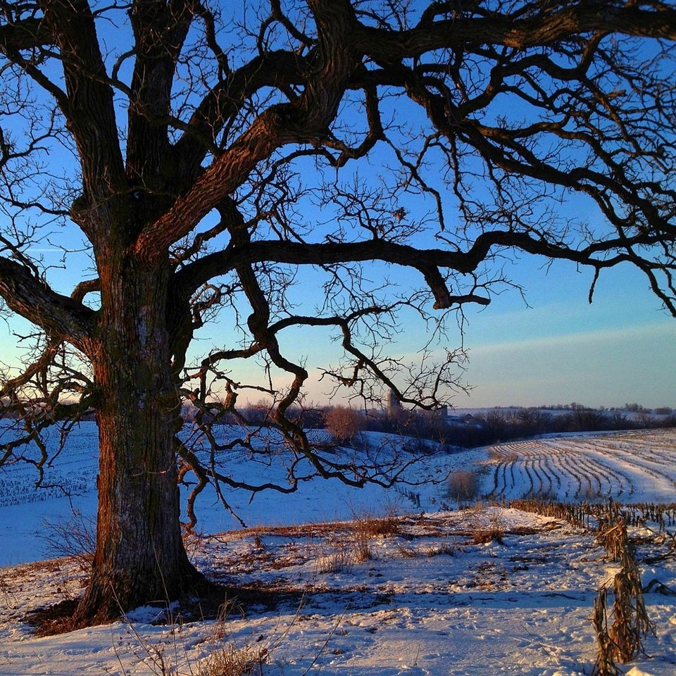 Ενα δέντρο στο πέρασμα του χρόνου -Το φωτογράφιζε κάθε ημέρα, για 12 μήνες [εικόνες] | iefimerida.gr 12