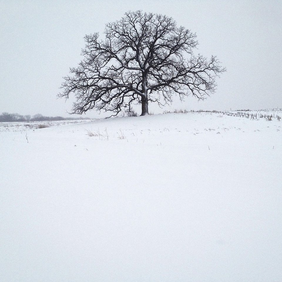 Ενα δέντρο στο πέρασμα του χρόνου -Το φωτογράφιζε κάθε ημέρα, για 12 μήνες [εικόνες] | iefimerida.gr 14