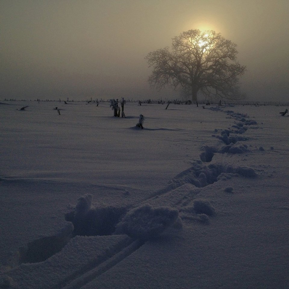 Ενα δέντρο στο πέρασμα του χρόνου -Το φωτογράφιζε κάθε ημέρα, για 12 μήνες [εικόνες] | iefimerida.gr 16
