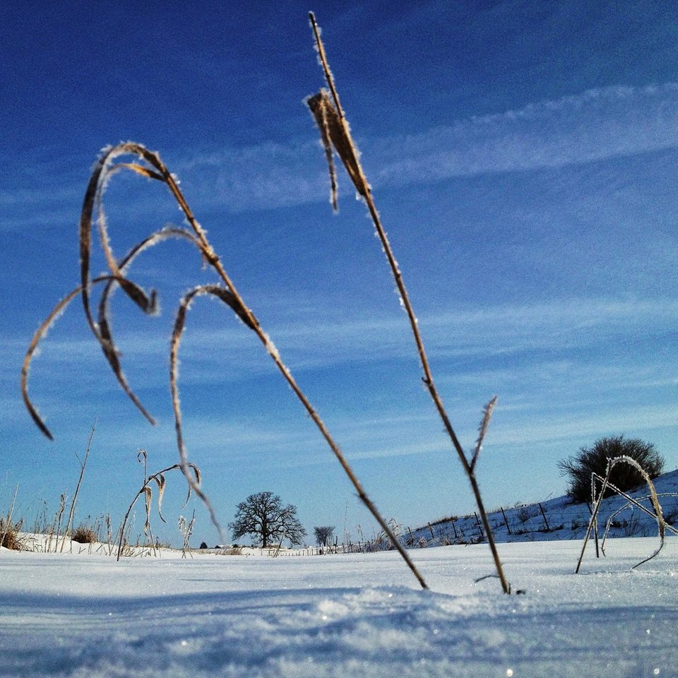 Ενα δέντρο στο πέρασμα του χρόνου -Το φωτογράφιζε κάθε ημέρα, για 12 μήνες [εικόνες] | iefimerida.gr 17