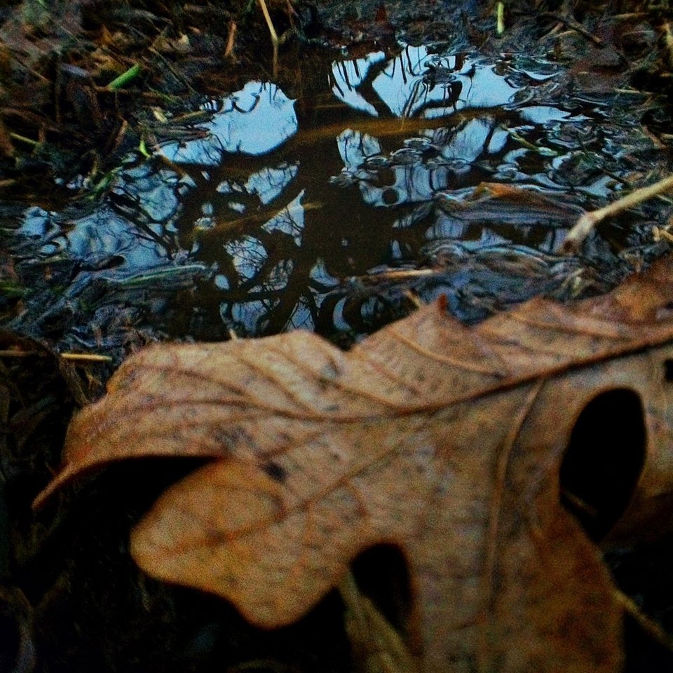 Ενα δέντρο στο πέρασμα του χρόνου -Το φωτογράφιζε κάθε ημέρα, για 12 μήνες [εικόνες] | iefimerida.gr 18