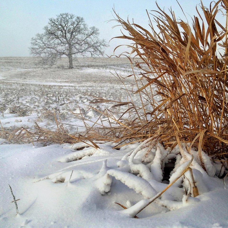 Ενα δέντρο στο πέρασμα του χρόνου -Το φωτογράφιζε κάθε ημέρα, για 12 μήνες [εικόνες] | iefimerida.gr 0