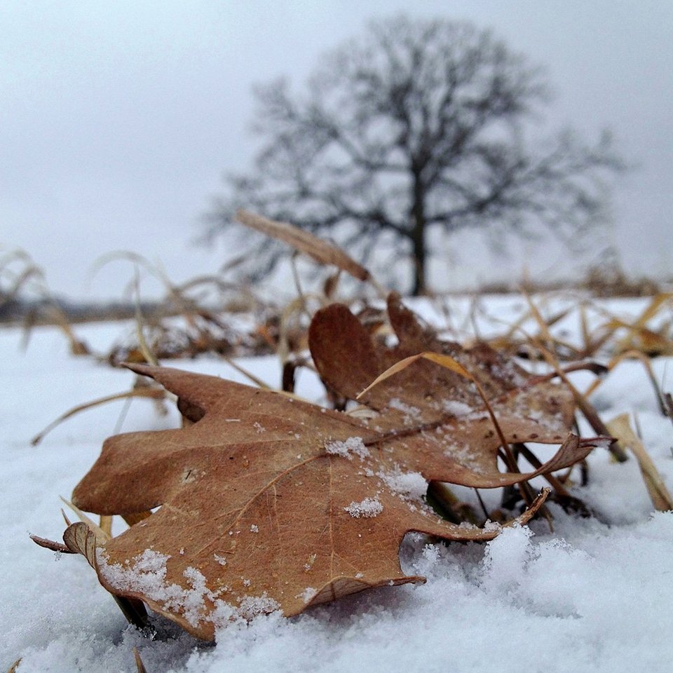 Ενα δέντρο στο πέρασμα του χρόνου -Το φωτογράφιζε κάθε ημέρα, για 12 μήνες [εικόνες] | iefimerida.gr 20