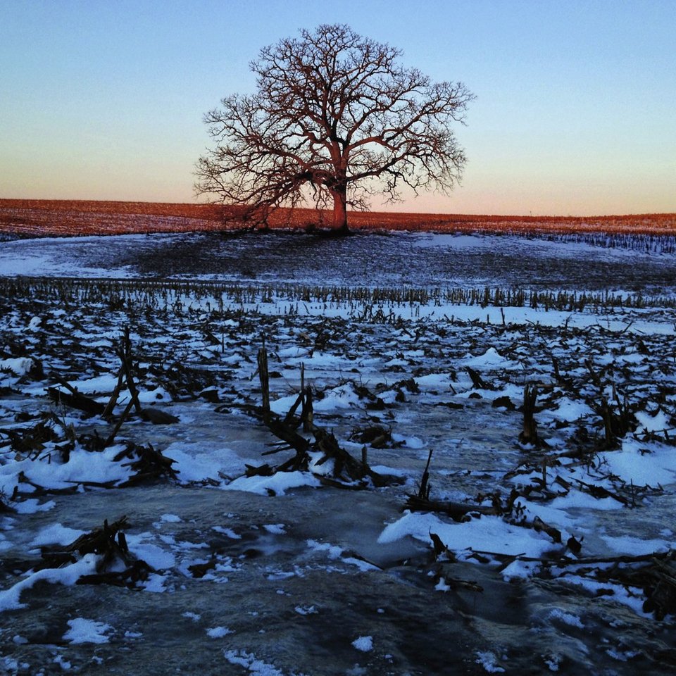Ενα δέντρο στο πέρασμα του χρόνου -Το φωτογράφιζε κάθε ημέρα, για 12 μήνες [εικόνες] | iefimerida.gr 1