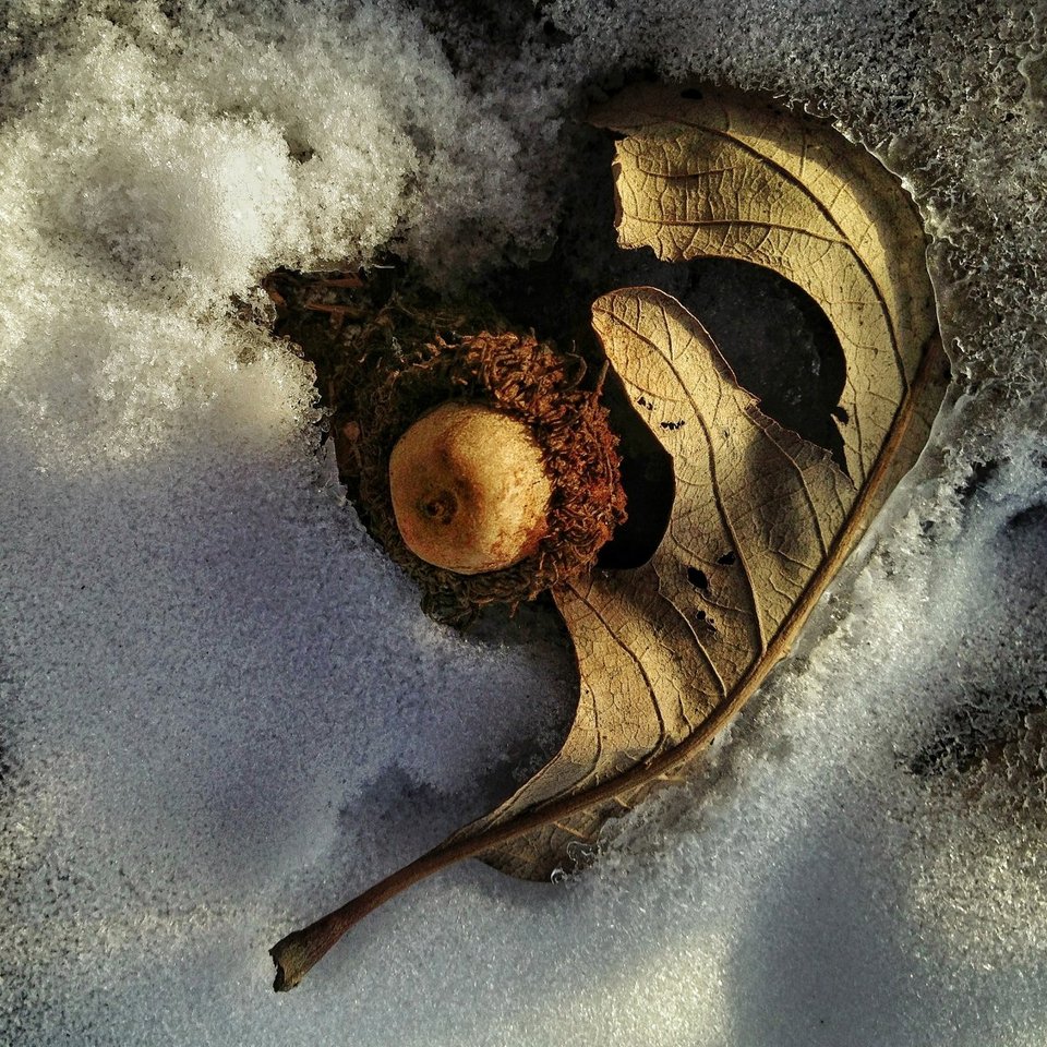 Ενα δέντρο στο πέρασμα του χρόνου -Το φωτογράφιζε κάθε ημέρα, για 12 μήνες [εικόνες] | iefimerida.gr 2