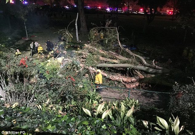 Τραγωδία σε γάμο στην Καλιφόρνια- Μία νεκρή και 6 τραυματίες μετά από πτώση δέντρου 30 μέτρων [εικόνες] | iefimerida.gr 2