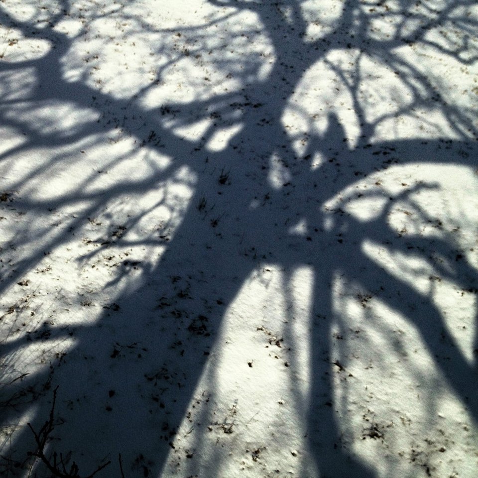 Ενα δέντρο στο πέρασμα του χρόνου -Το φωτογράφιζε κάθε ημέρα, για 12 μήνες [εικόνες] | iefimerida.gr 4