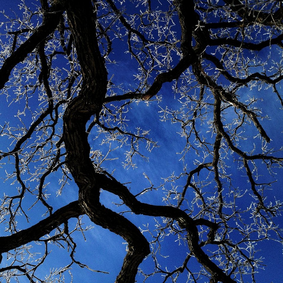 Ενα δέντρο στο πέρασμα του χρόνου -Το φωτογράφιζε κάθε ημέρα, για 12 μήνες [εικόνες] | iefimerida.gr 5