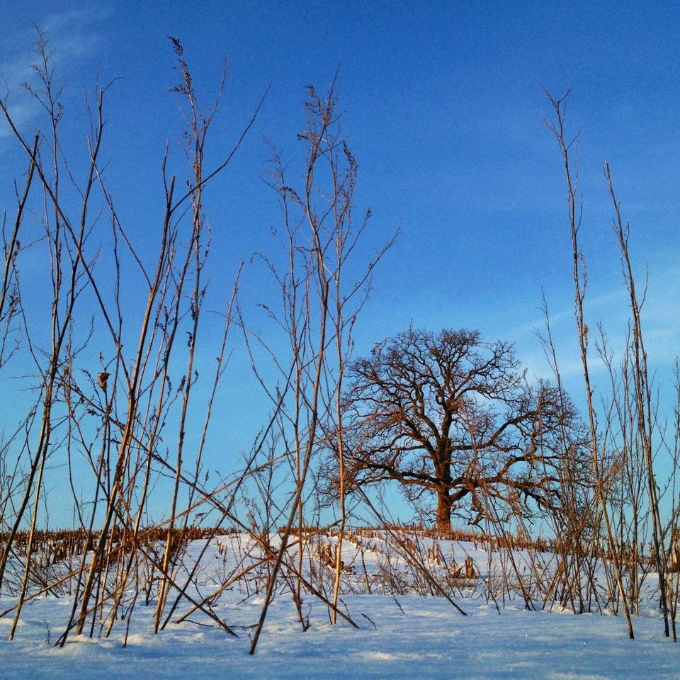 Ενα δέντρο στο πέρασμα του χρόνου -Το φωτογράφιζε κάθε ημέρα, για 12 μήνες [εικόνες] | iefimerida.gr 6