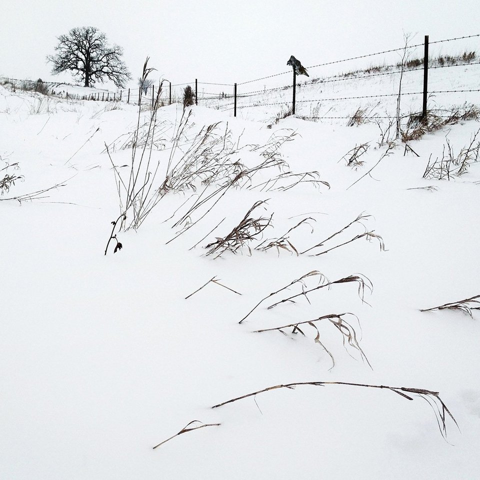 Ενα δέντρο στο πέρασμα του χρόνου -Το φωτογράφιζε κάθε ημέρα, για 12 μήνες [εικόνες] | iefimerida.gr 8