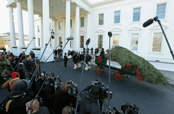 Με... κάρο έφτασε το Χριστουγεννιάτικο δέντρο στο Λευκό Οίκο -Πώς το υποδέχτηκαν η Μισέλ Ομπάμα και οι κόρες της [εικόνες + βίντεο] | iefimerida.gr 0