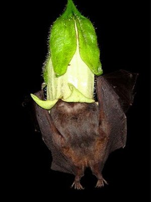 Η σπάνια Νυχτερίδα Anoura Fistulata που... βγάζει γλώσσα [εικόνες + βίντεο] | iefimerida.gr 0