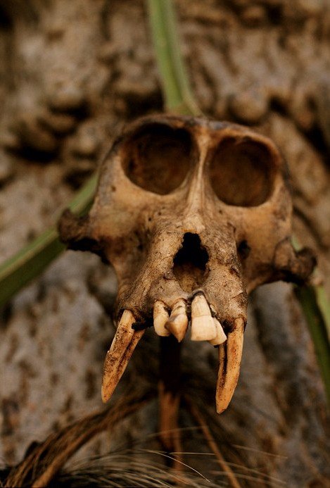 Οι σύγχρονοι άνθρωποι των σπηλαίων: Μία φυλή που ζει με τον ίδιο τρόπο εδώ και 10.000 χρόνια [εικόνες] | iefimerida.gr 7