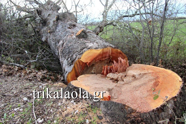 Εκοψαν αιωνόβια δένδρα στα Τρίκαλα -Διαμαρτύρονται κάτοικοι [εικόνες & βίντεο] | iefimerida.gr 0