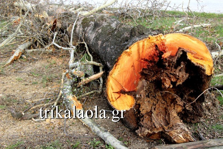 Εκοψαν αιωνόβια δένδρα στα Τρίκαλα -Διαμαρτύρονται κάτοικοι [εικόνες & βίντεο] | iefimerida.gr 1